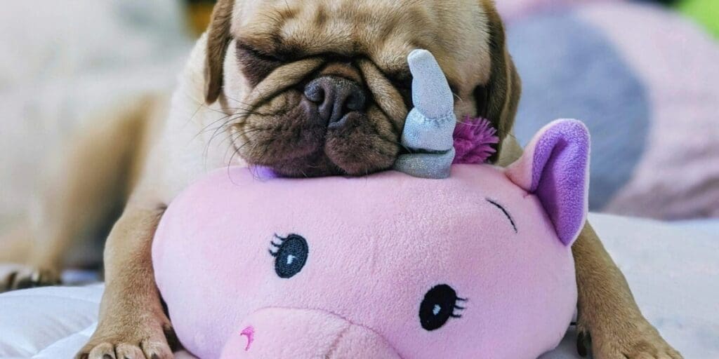 Make Your Dog Comfortable When They Rest Up From Being Your Best Friend