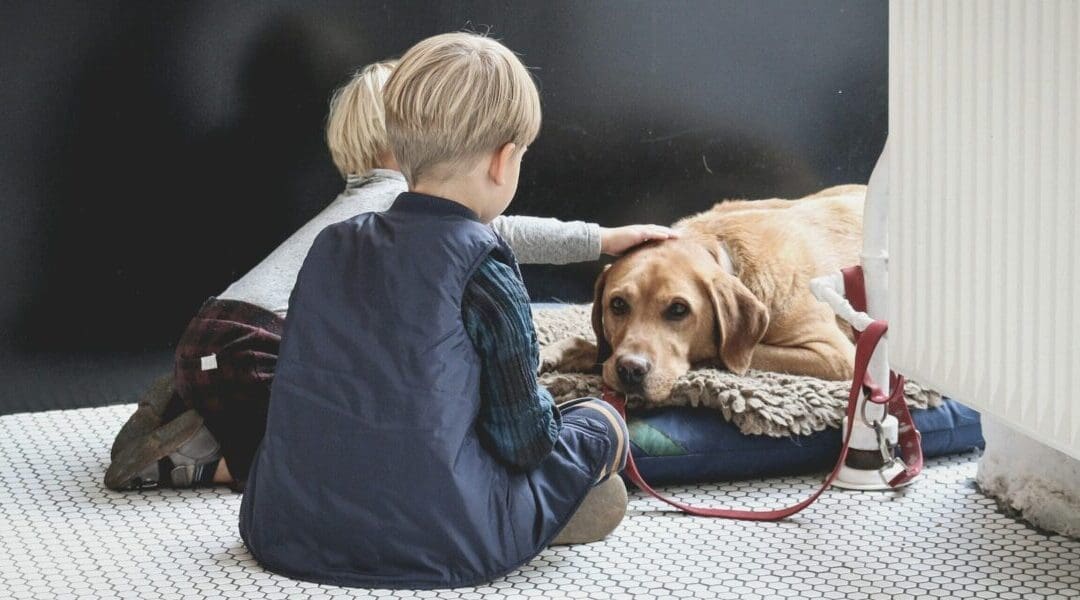 11 Best Dog Beds for Your Furry Friend's Ultimate Comfort and Sleep Satisfaction