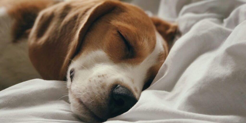Making Your Dog Really Comfortable When They Rest Up From Being Your Best Friend