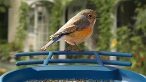Camera Bird Feeders for Backyard Bird Watchers